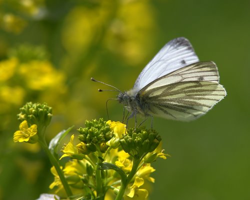 Green-veined_White